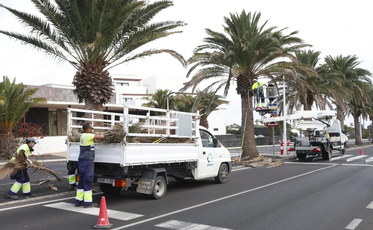 Mantenimiento de una zona verde de Costa Teguise. 