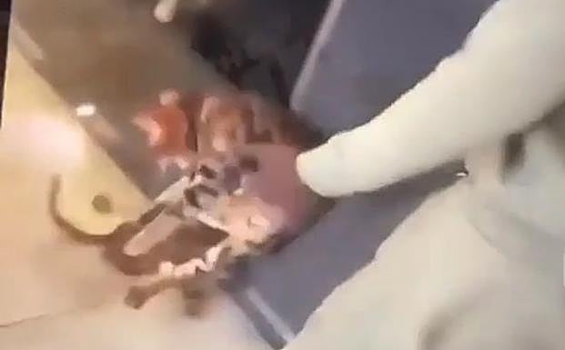 Un futbolista maltrata a su gato en un escandaloso vídeo
