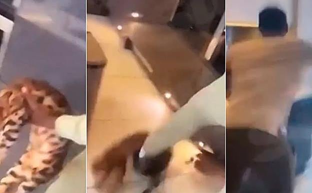 Multan y le requisan los animales al jugador que pateó a sus gatos