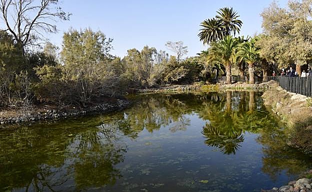 El parque Tony Gallardo se halla dentro de los límites de la Reserva Natural Especial de las Dunas de Maspalomas. 