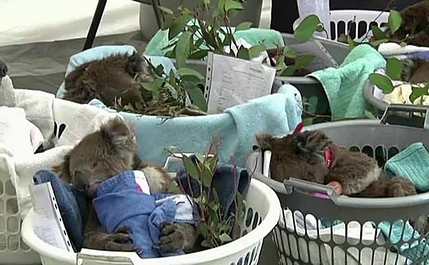 Australia declara a los koalas en peligro de extinción