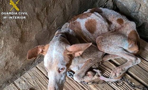 Imagen principal - Rescatan a 44 perros en condiciones pésimas en Arucas