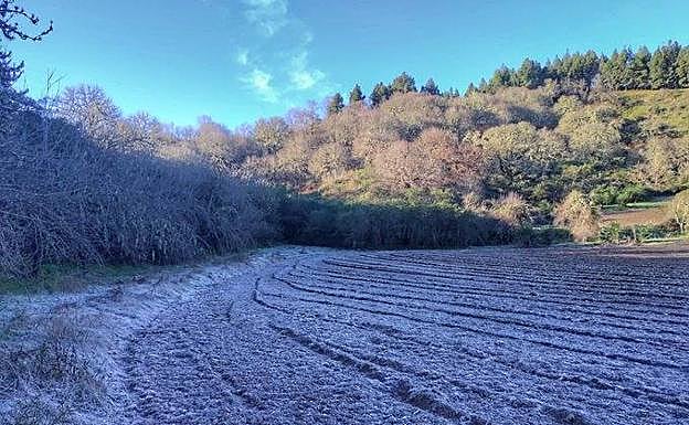 Heladas en Valleseco. / 