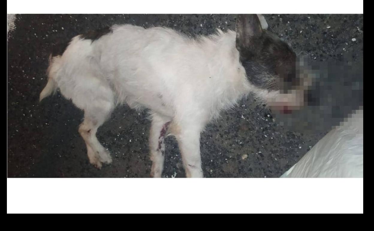 Se busca a quién lanzó a un perro desde un coche en marcha en Lomo Blanco