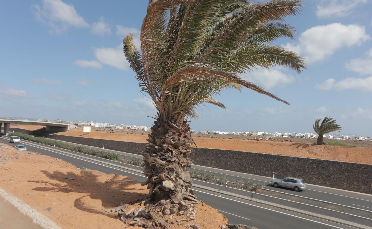 Palmera deteriorada en Arrecife. 