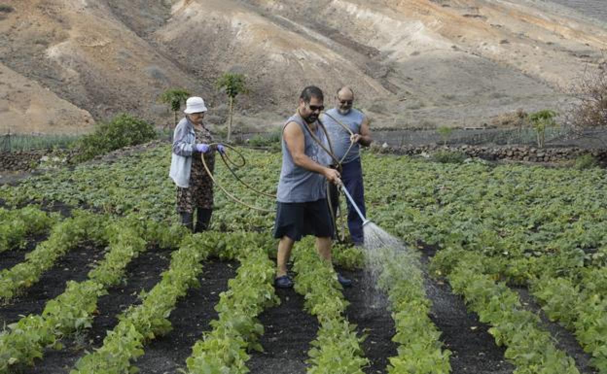 Cultivadores regando una plantación. 
