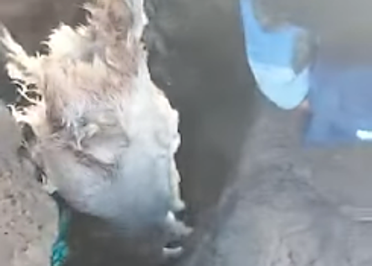 Hallan a un baifo decapitado en Ojos de Garza