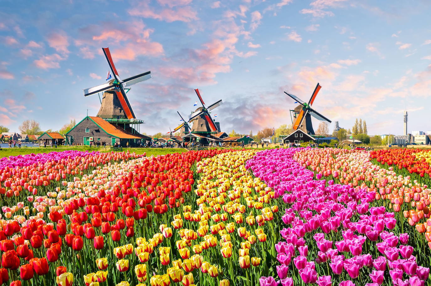 Tulipanes y molinos en Zaanse Schans (Países Bajos)