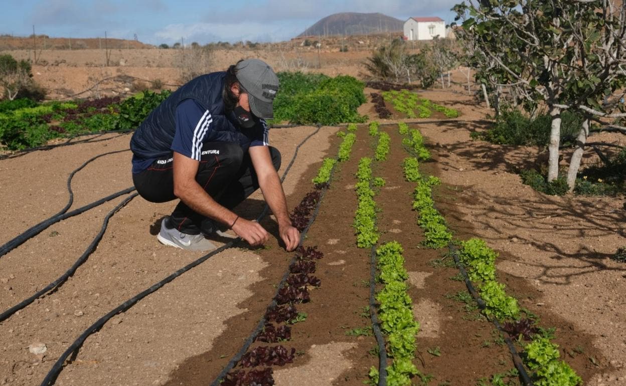 Agricultor de La Oliva con el riego de las lechugas. 