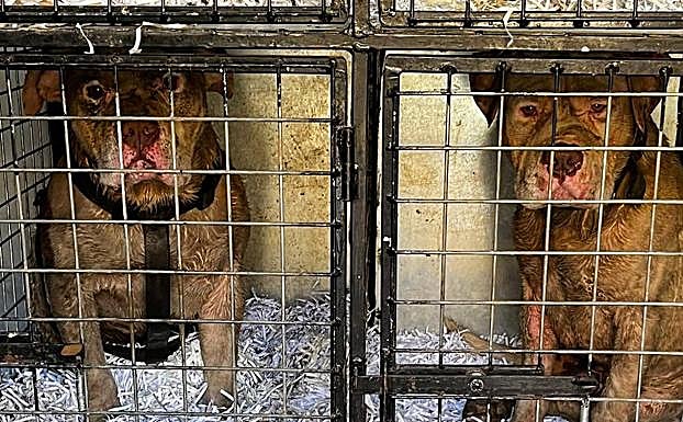 Imagen principal - Rescatan a dos perros en una depuradora de Barranco Seco