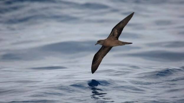 Un ejemplar de petrel de Bulwer. 