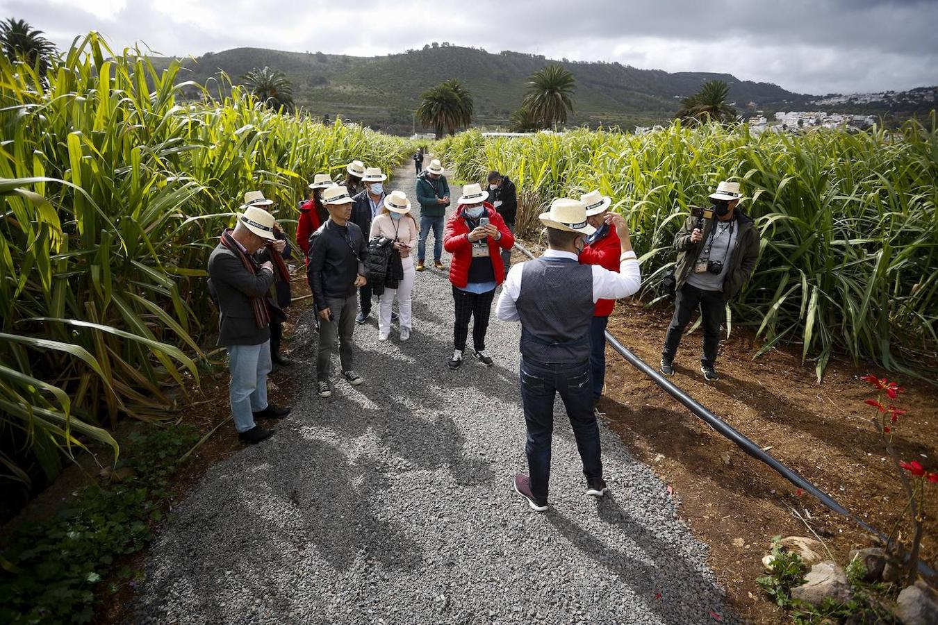 Fotos: Zafra de la caña de azúcar