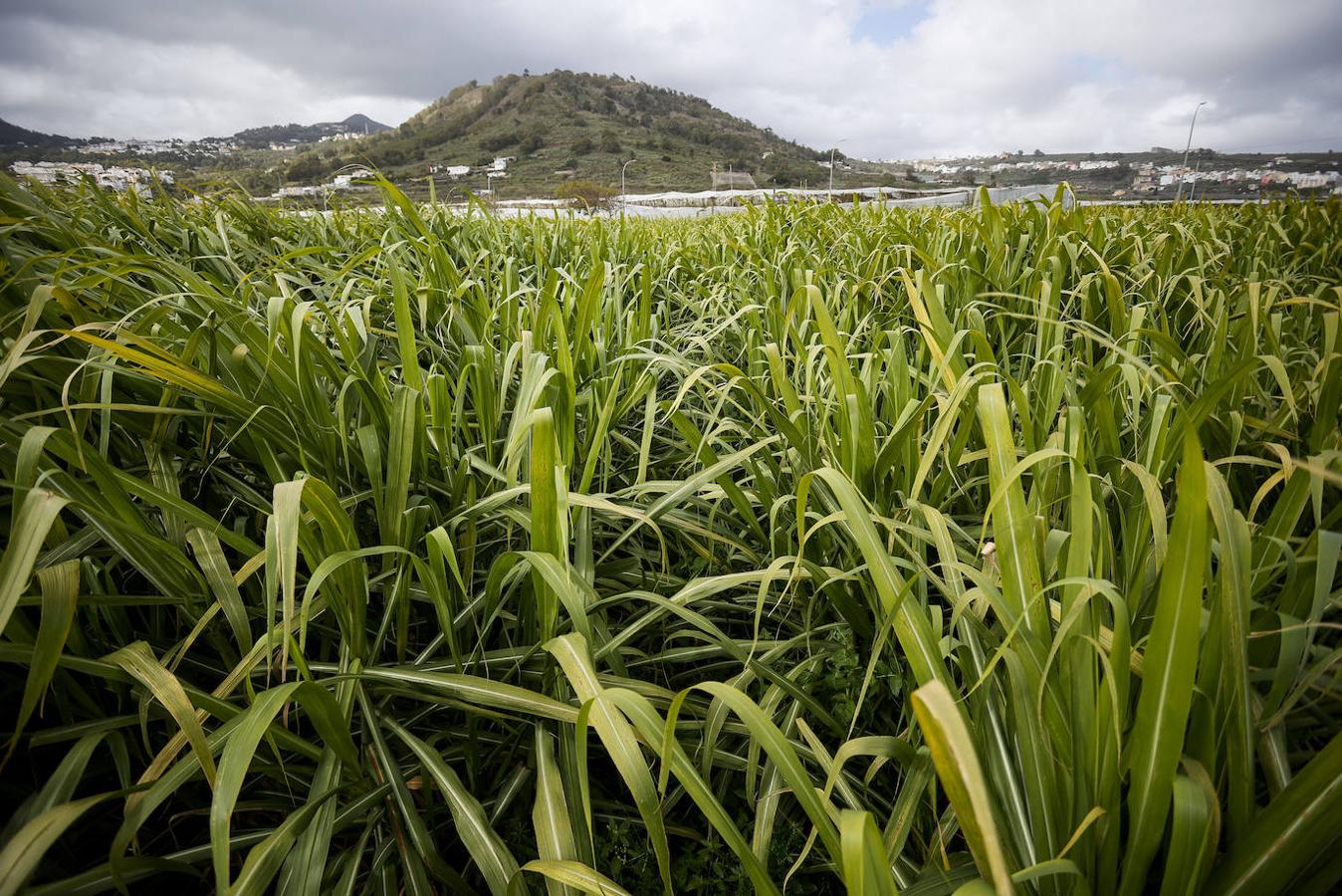 Fotos: Zafra de la caña de azúcar