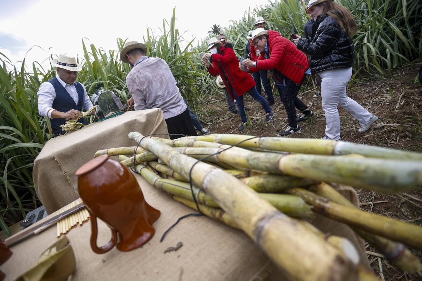 Fotos: Zafra de la caña de azúcar
