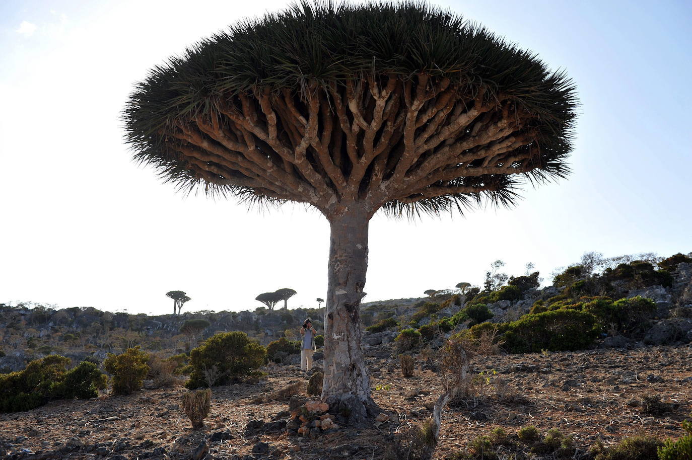 Isla de Socotra (Yemen) | A unos 240 kilómetros al este del Cuerno de África y a 380 al sur de la península arábiga existe un enclave paradisíaco, formado por cuatro islas, que responde al nombre de Socotra. Precisamente, la isla más grande, con unos 3.600 km2, es la que da nombre al archipiélago, que pertenece a Yemen. Esta joya es una fuente de biodiversidad extraordinaria. De sus más de 800 especies de plantas, algo más de un tercio son endémicas, lo que significa que no es posible encontrarlas en otro lugar del planeta. También son endémicos el 90% de sus reptiles y el 95% de sus caracoles de tierra. Por todo ello, Socotra fue declarada en 2008 Patrimonio de la Humanidad por la Unesco.