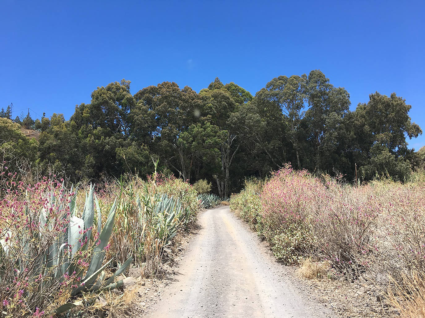 Fotos: Nuevo paseo entre eucaliptos rojos en Valsequillo.