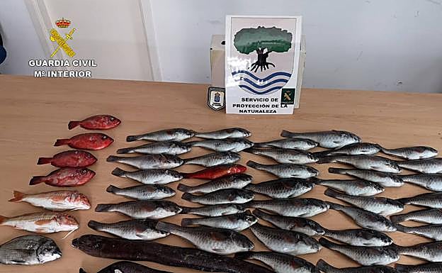 Intervienen más de 57 kilos de pescado «ilegales» en restaurantes de Tenerife