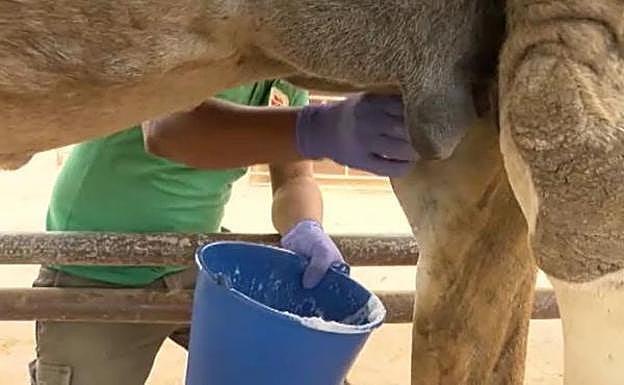 Ordeño de una camella en la granja majorera. 