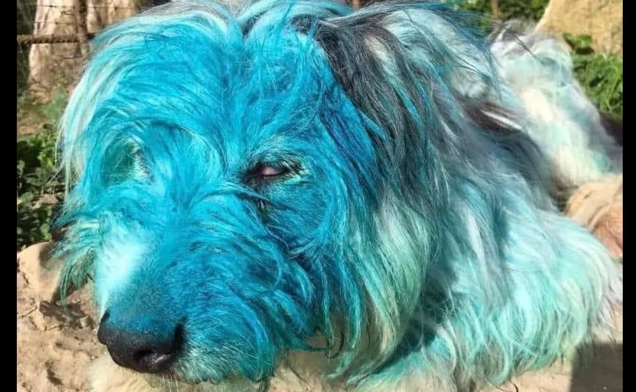 Pegan y pintan de color azul a una perra