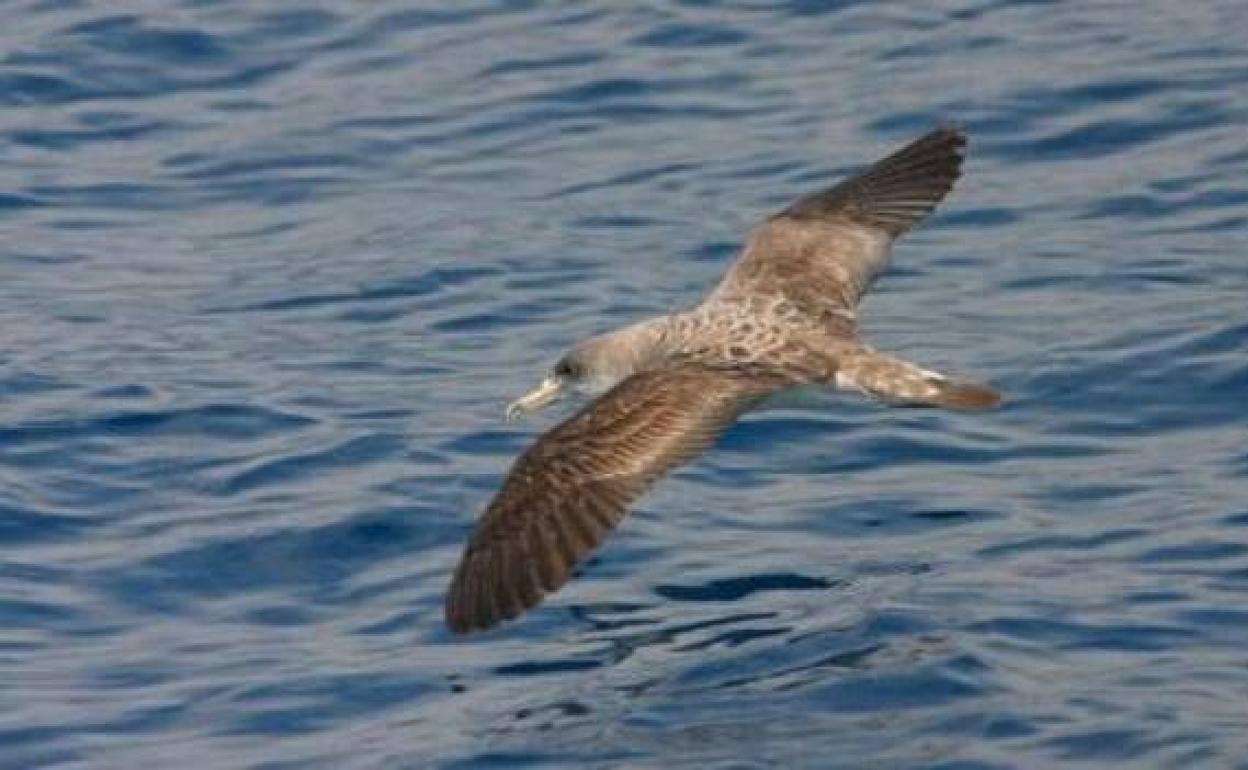 Ocho especies de aves que solo podrás ver en Canarias y en Baleares