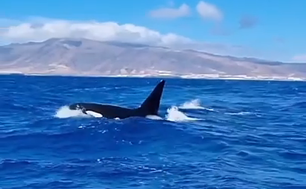 Una de las orcas en Fuerteventura. 