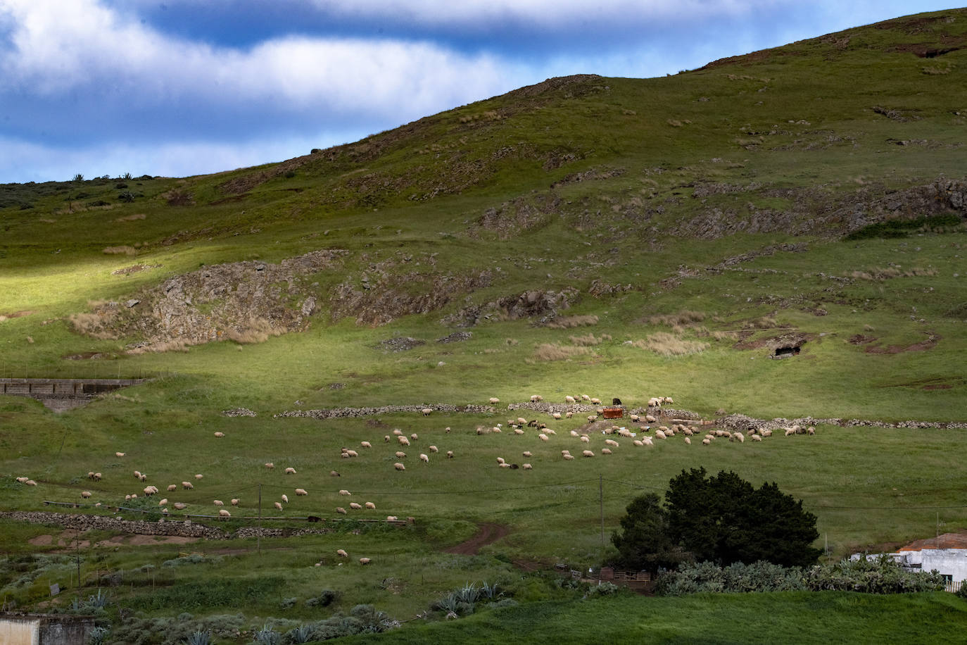 Fotos: Medianías y cumbre de Gran Canaria se tornan verdes