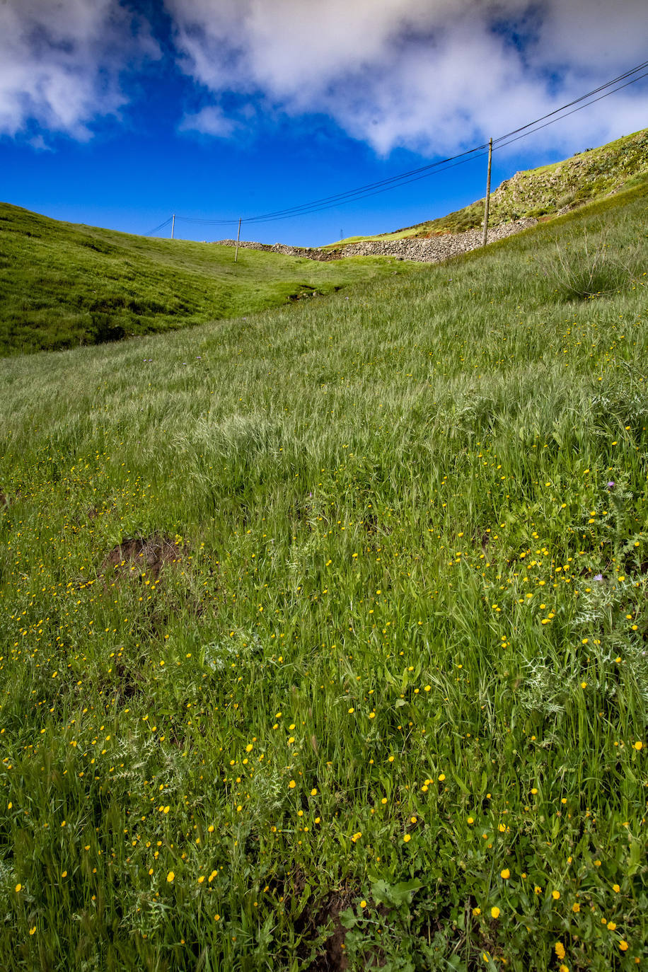 Fotos: Medianías y cumbre de Gran Canaria se tornan verdes