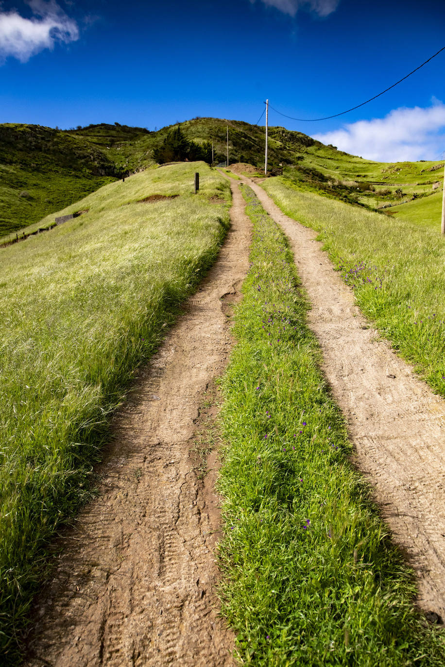 Fotos: Medianías y cumbre de Gran Canaria se tornan verdes