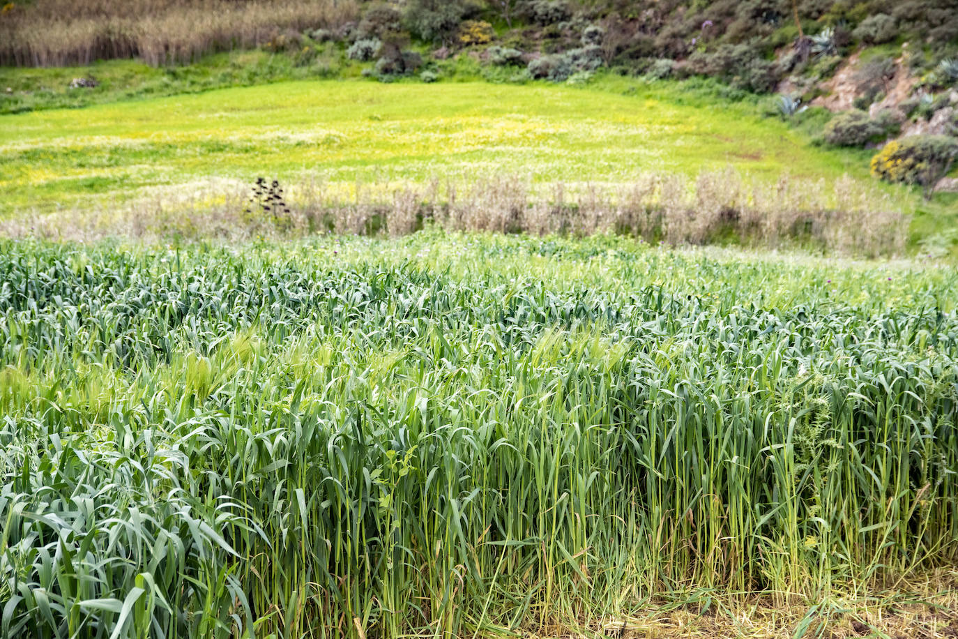 Fotos: Medianías y cumbre de Gran Canaria se tornan verdes