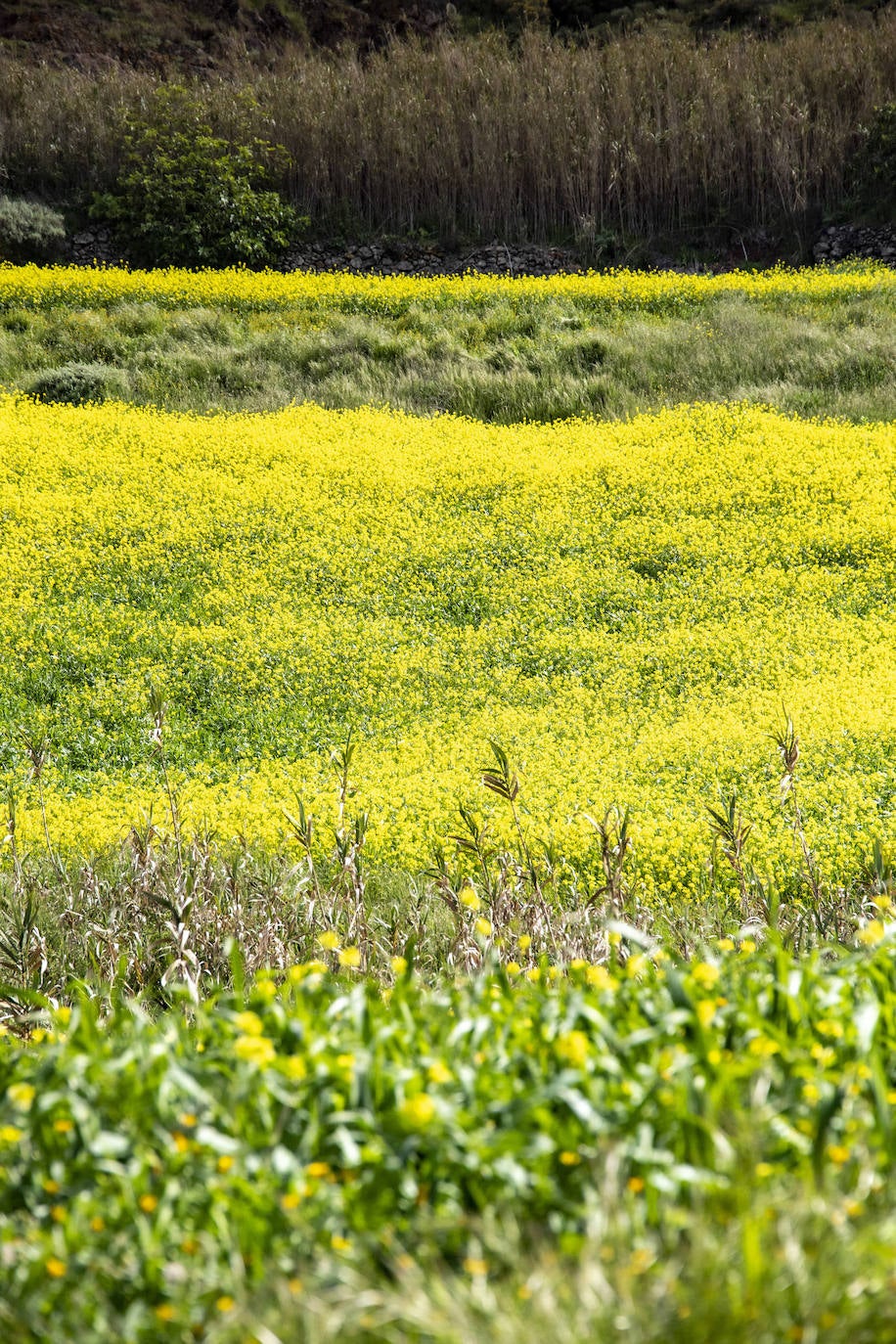 Fotos: Medianías y cumbre de Gran Canaria se tornan verdes