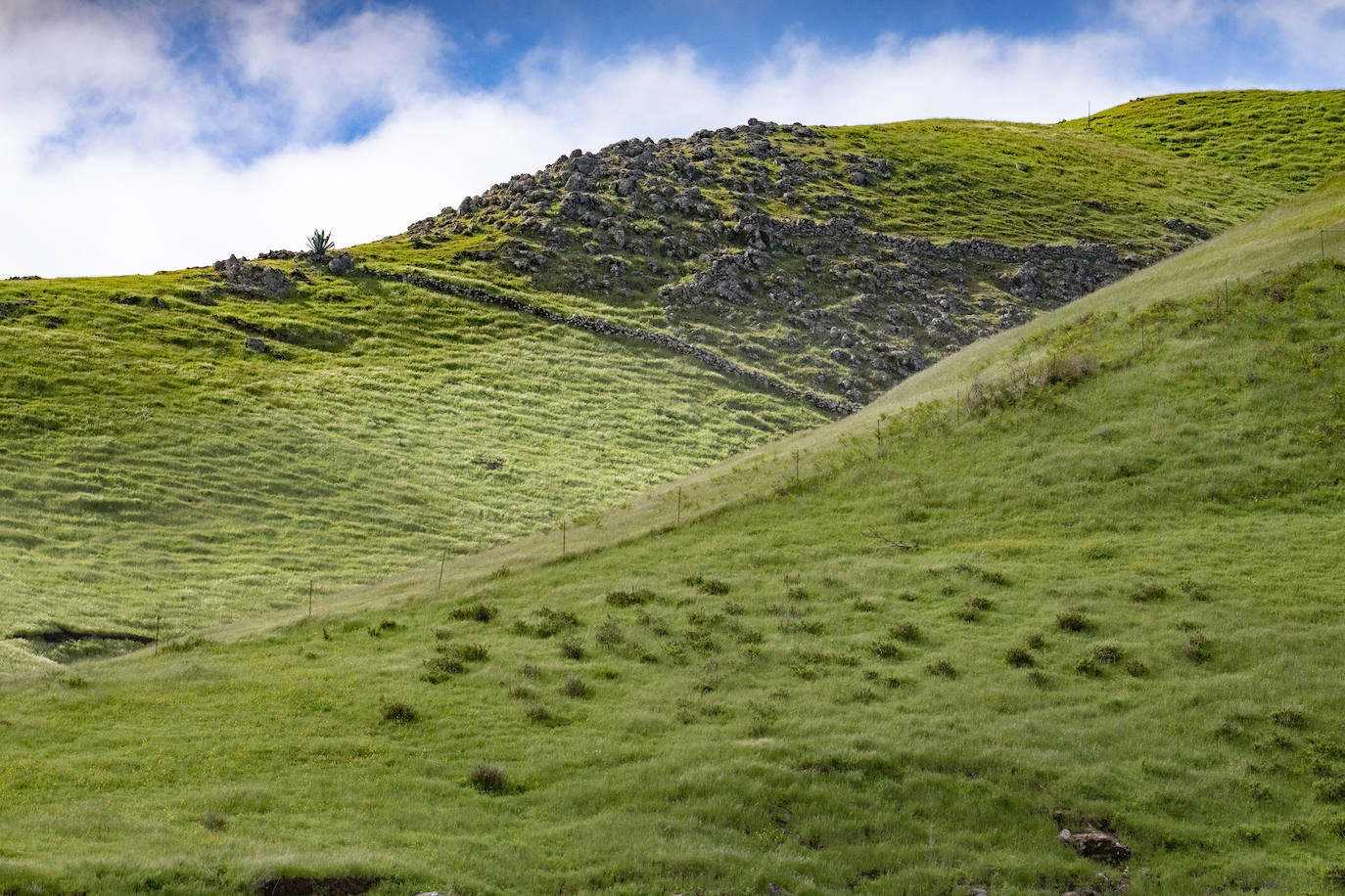 Fotos: Medianías y cumbre de Gran Canaria se tornan verdes