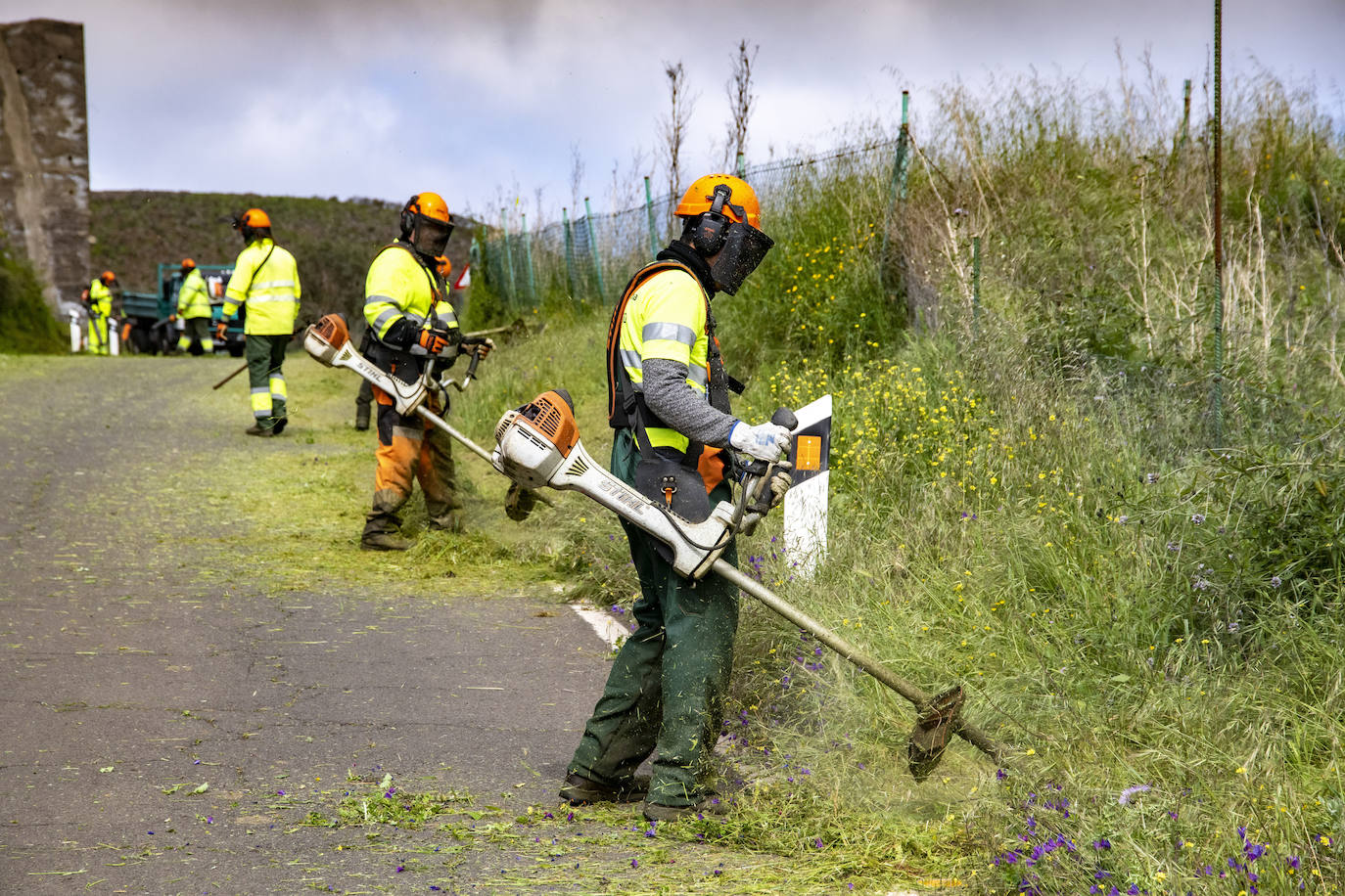 Fotos: Medianías y cumbre de Gran Canaria se tornan verdes