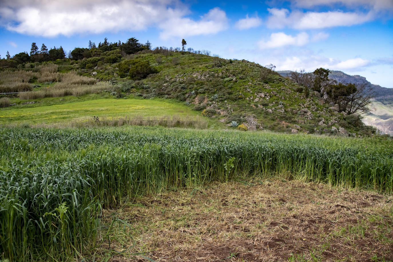 Fotos: Medianías y cumbre de Gran Canaria se tornan verdes