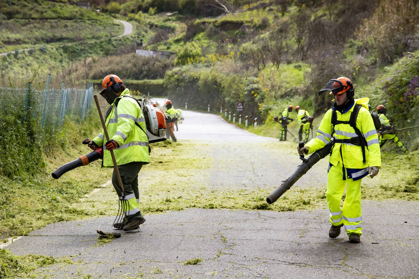 Fotos: Medianías y cumbre de Gran Canaria se tornan verdes