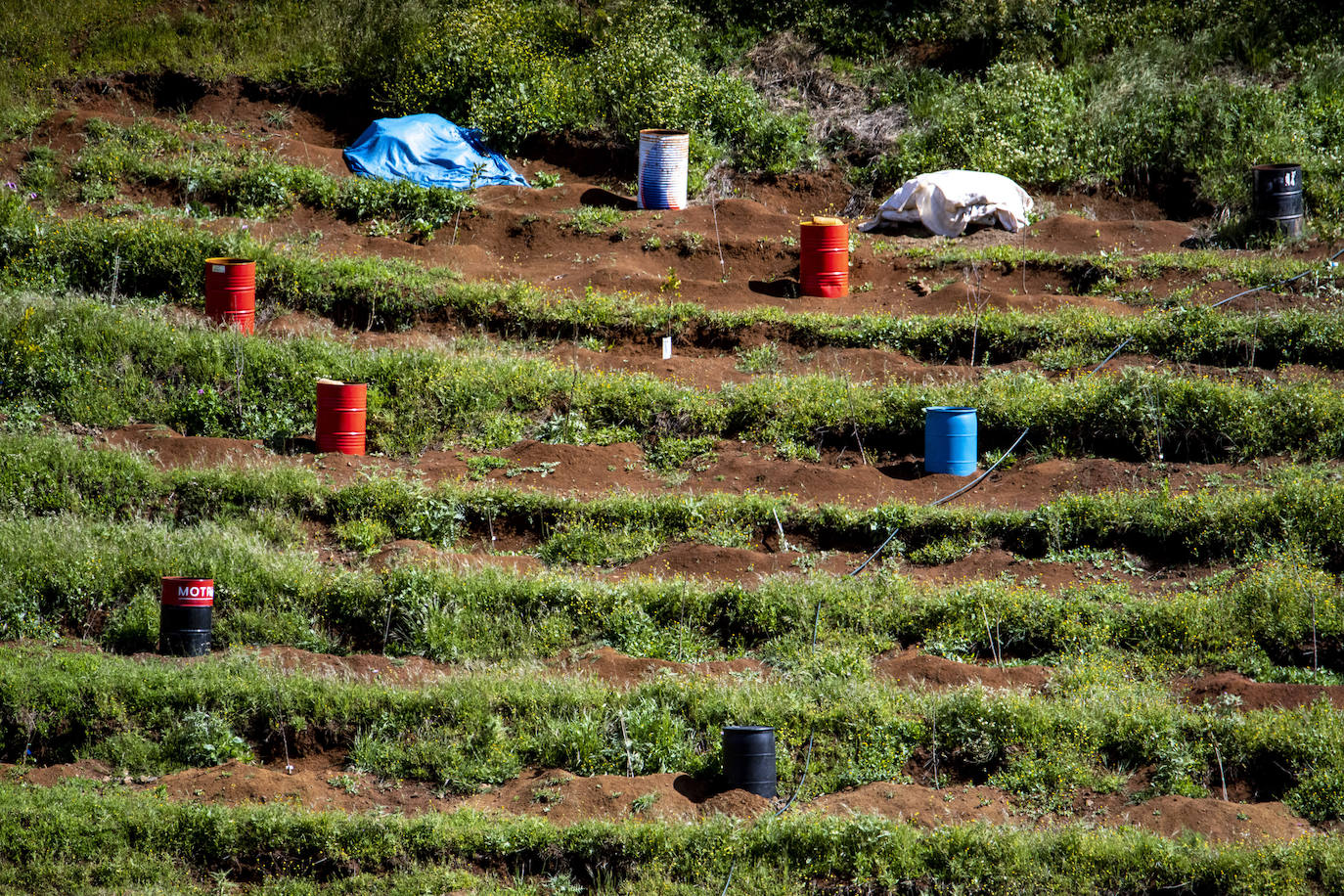 Fotos: Medianías y cumbre de Gran Canaria se tornan verdes