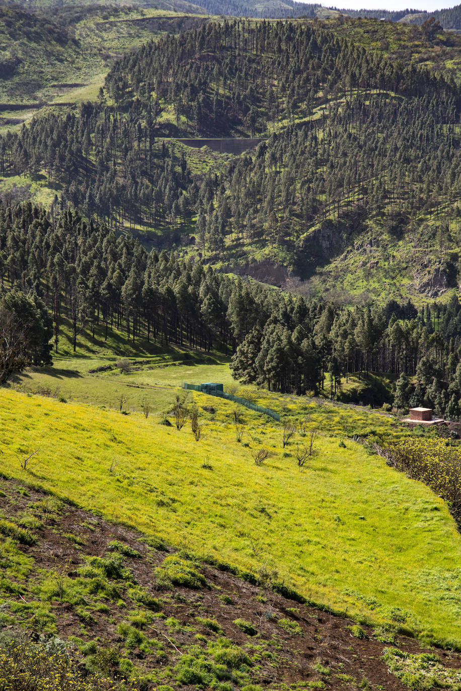 Fotos: Medianías y cumbre de Gran Canaria se tornan verdes