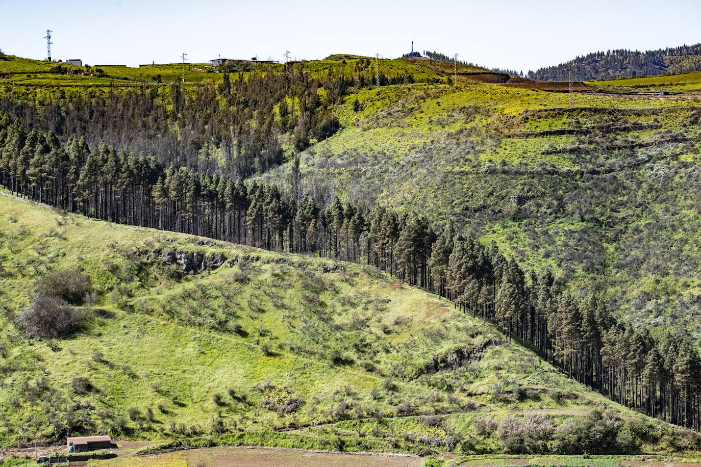 Fotos: Medianías y cumbre de Gran Canaria se tornan verdes
