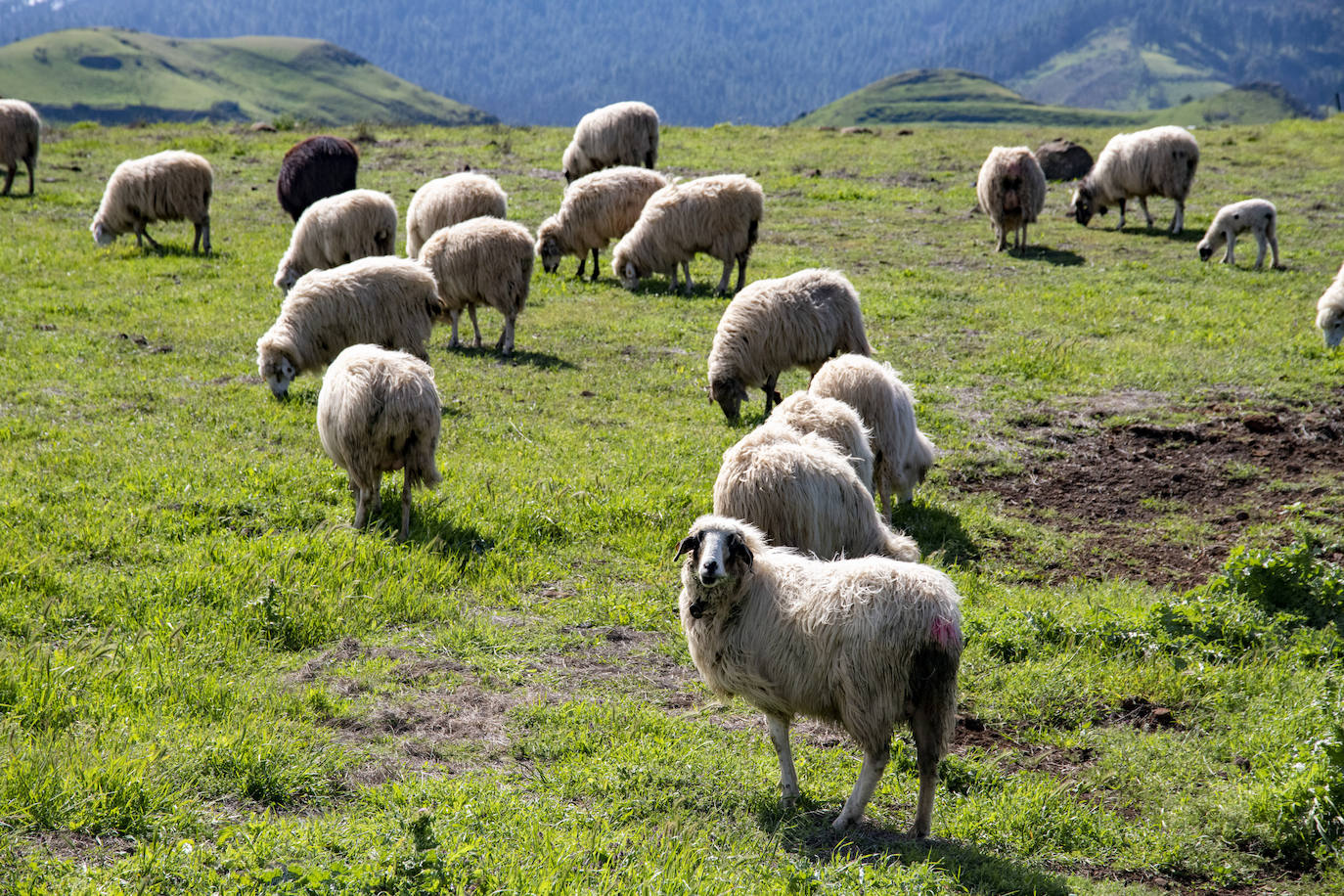 Fotos: Medianías y cumbre de Gran Canaria se tornan verdes