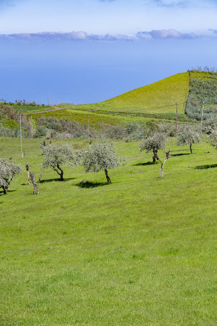 Fotos: Medianías y cumbre de Gran Canaria se tornan verdes