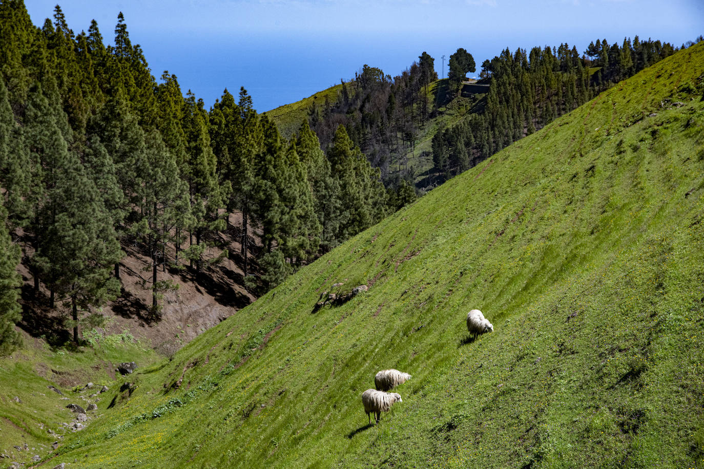 Fotos: Medianías y cumbre de Gran Canaria se tornan verdes