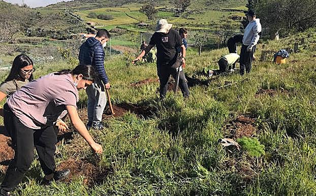 Sacho en mano para reforesar con ejemplares de laurisilva. 