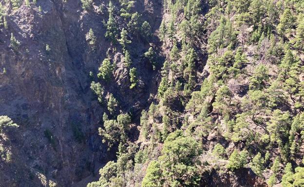 Lugar donde se accidentó la senderisa en la isla de La Palma. 