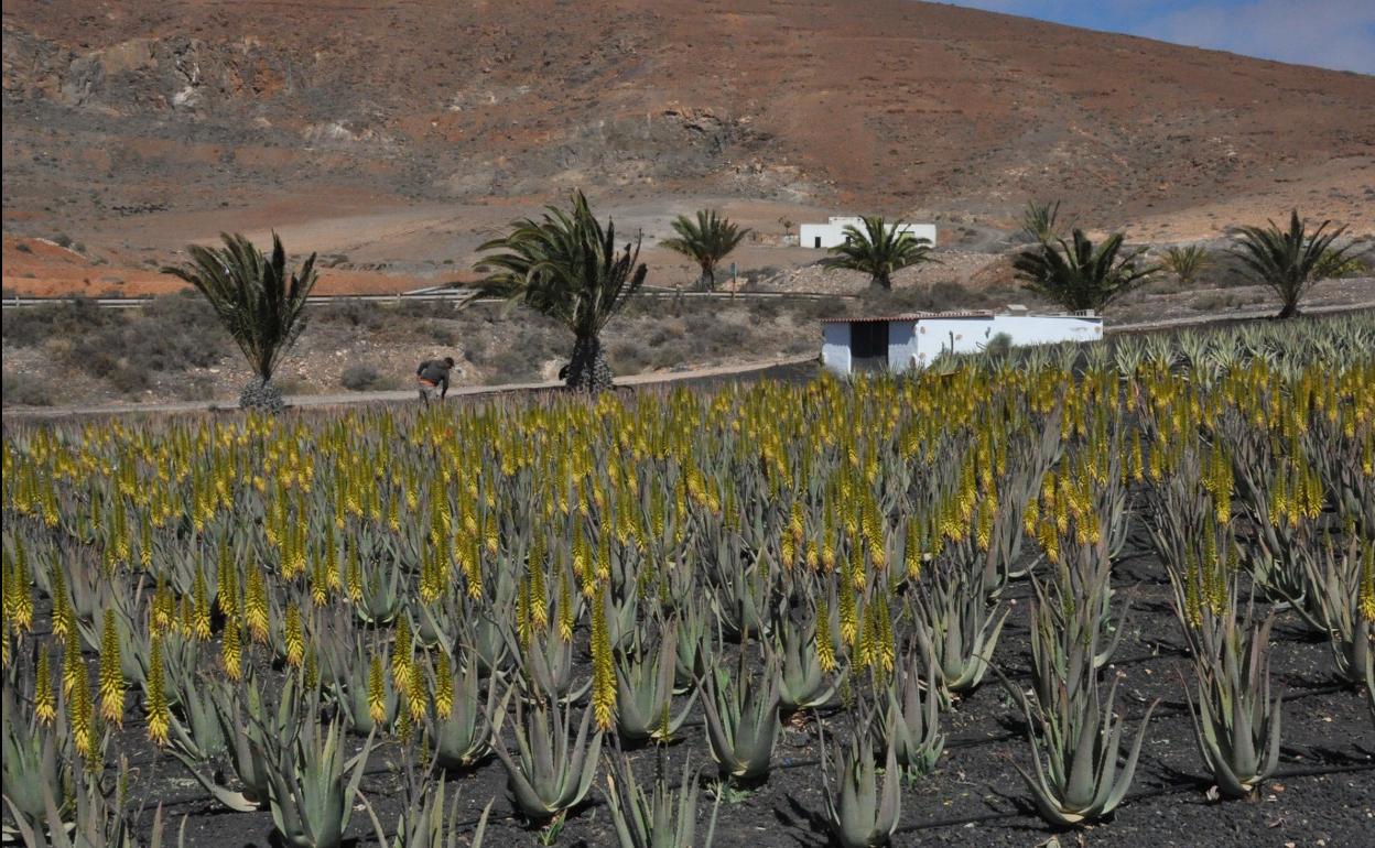 Ayudas para el aloe vera y el olivo