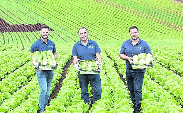 Agricultores de la lechuga originaria de Gáldar que suministran a SPAR.