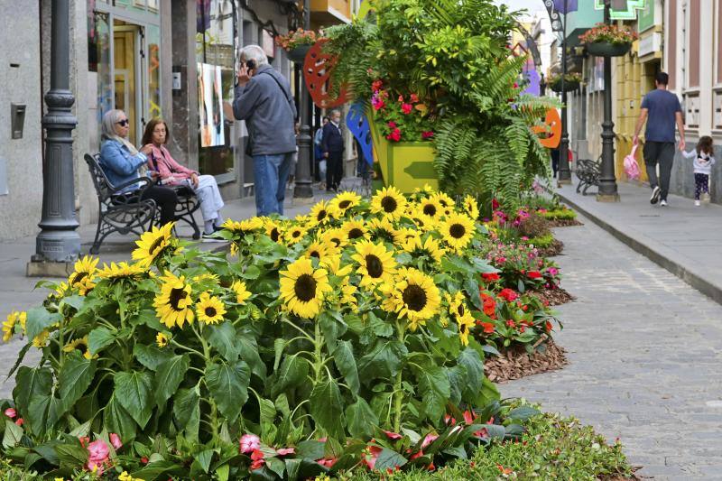Fotos: Más de 11.000 flores y plantas dan color Gáldar