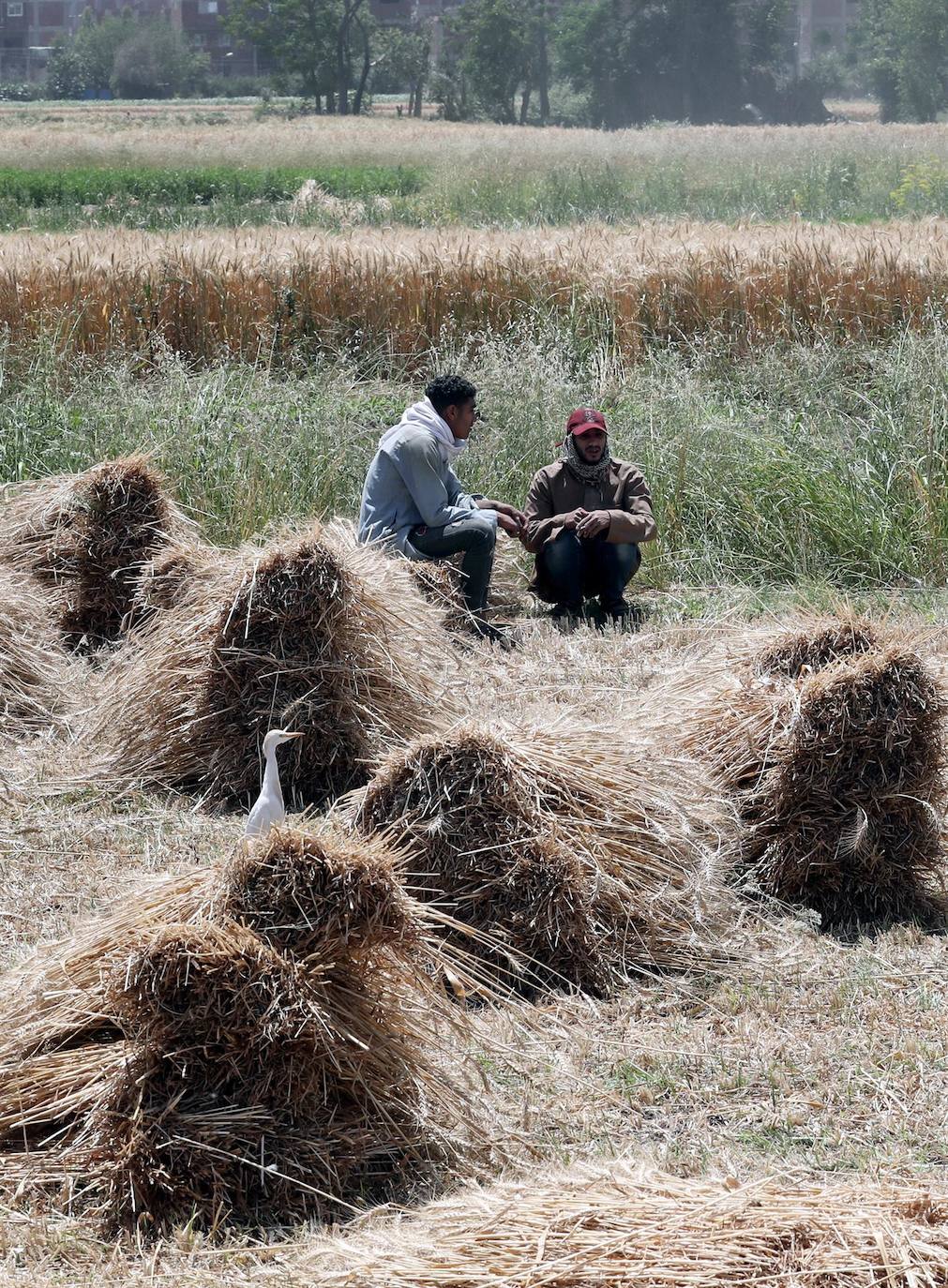 Fotos: La cosecha de trigo en Egipto