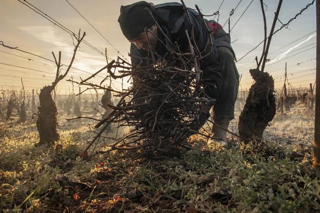 El fotógrafo ingles Jon Wyand se ha hecho con el premio Errazuriz al fotógrafo de vino del año gracias a esta fotografía que muestra el momento de la poda en el viñedo de Corton Hill en Borgoña, Francia.