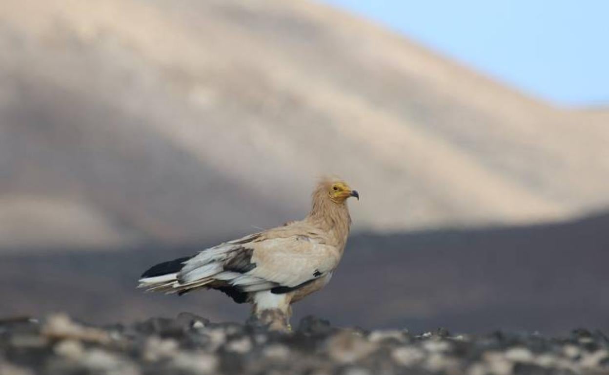 Una pareja de guirres vuelve a criar en Timanfaya