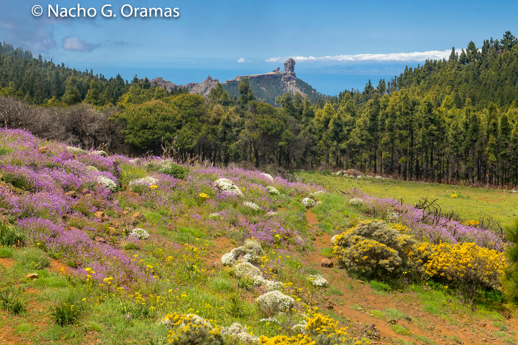 La primavera cubre de color la cumbre grancanaria (Tejeda). 