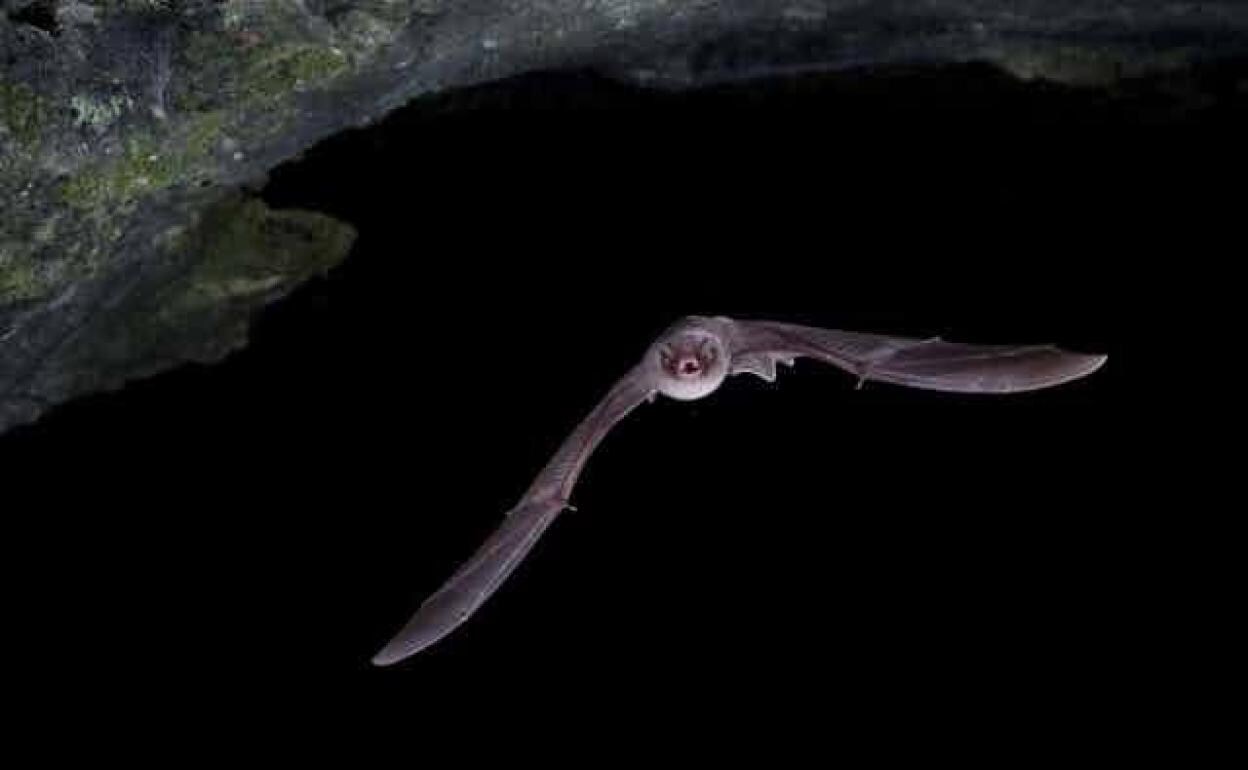 Un ejemplar de Miniopterus scheibersii, murciélago de cueva.